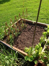Old green bed - beans and peas